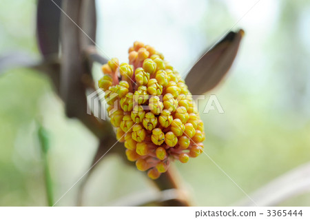 Lobichetia · Selina 3365444