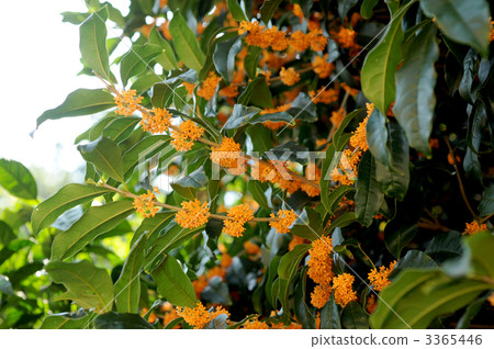 Osmanthus 3365446
