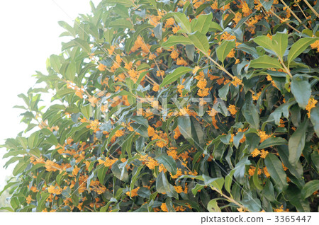 桂花 桂花 3365447