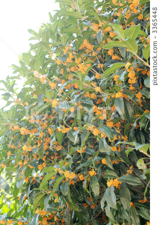 Osmanthus 3365448