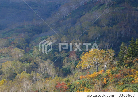 Tsugaike Nature Park 3365663