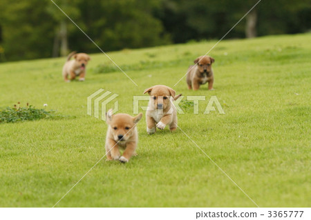 Playing hybrid puppy Playing hybrid puppy 3365777