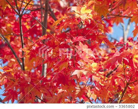 Autumn leaves (Ezo-oomiji) Autumn leaves (Ezo-oomiji) 3365802