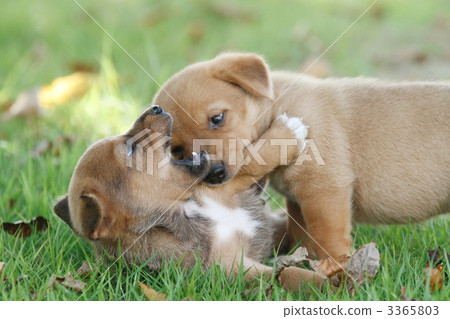 Playing hybrid puppy Playing hybrid puppy 3365803