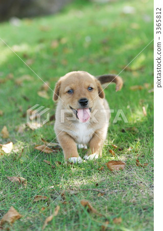 Playing hybrid puppy 3365812