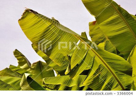 日本香蕉 葉 樹葉 3366004