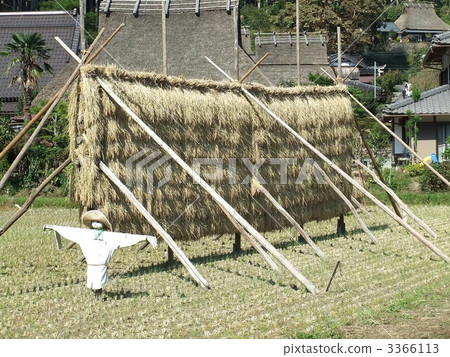 旱稻 茅草屋頂 稻草人 3366113