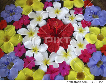 plumeria, flower arrangement, flower arrangements 3366454