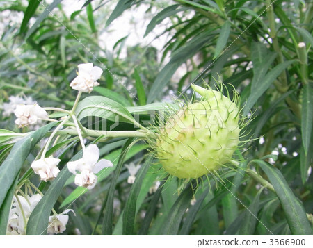 Fusenia towata 3366900