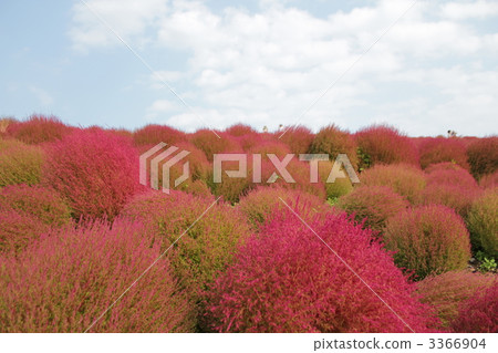 三原山在秋天 3366904