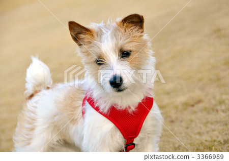 Jack Russell Terrier scratches his neck Jack Russell Terrier scratches his neck 3366989