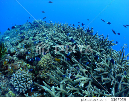 Coral reef branch Coral Coral hard coral Okinawa main island southern country Coral reef branch Coral Coral hard coral Okinawa main island southern country 3367059