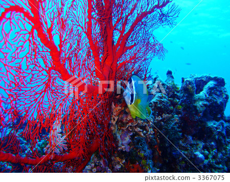 Ryukyus isobana Okinawa isobana Kerama islands Chowhan Ryukyus isobana Okinawa isobana Kerama islands Chowhan 3367075