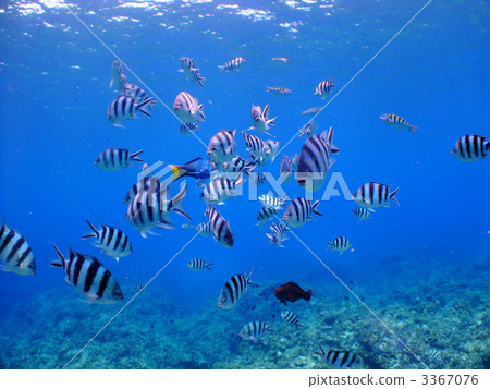 Oyavicca fish Okinawa tropical fish Kerama islands southern country 3367076