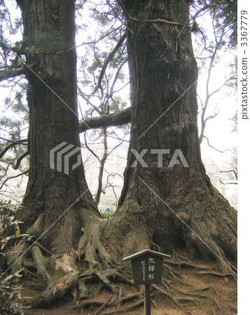 Sacred tree of Kairakuen 3367779