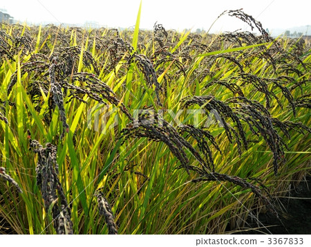 Black Rice (Rice Ino) Black Rice (Rice Ino) 3367833