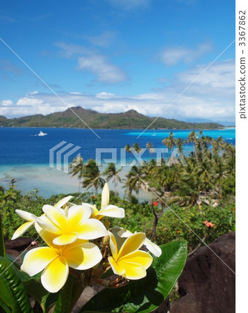 大溪地波拉波拉的雞蛋花 3367862