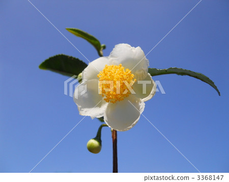 茶花 3368147