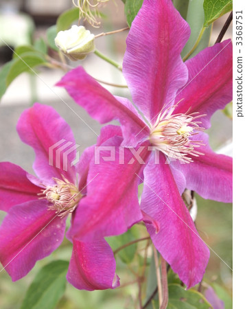 iron wire, bloom, blossom 3368751