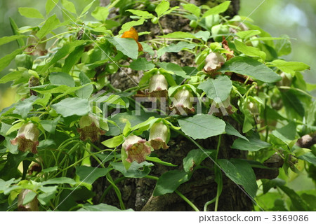 codonopsis lanceolata, weed, weeds 3369086