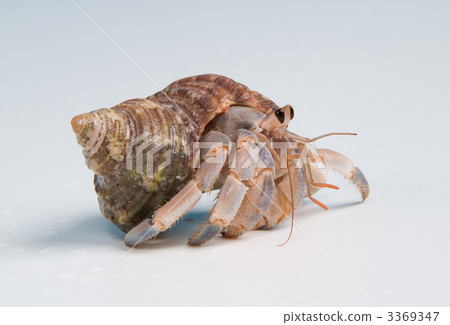 Hermit crab 3369347