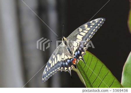 Before flight 3369436