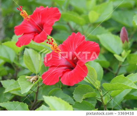 指宿 綠葉 九州 3369438