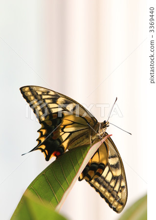 Before flight 3369440