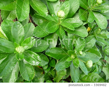 秋天開花Hamakura芽和葉子 3369482