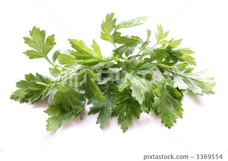 艾蒿 艾蒿 3369554