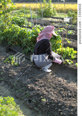 Housewife enjoying field work 3369608