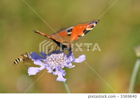 Cuckoo butterfly's milk 3369640