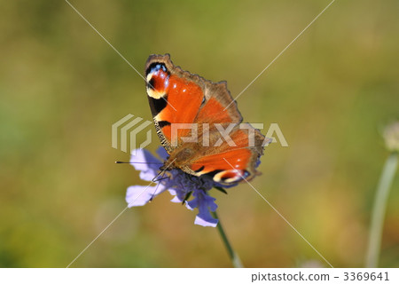 蛺蝶科動物 從花中吸取花蜜 孔雀蝴蝶 3369641