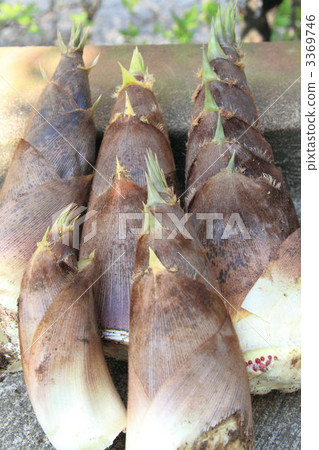 bambooshoot bambooshoot 3369746