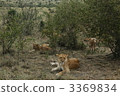 lion, panthera leo, national reserve 3369834