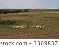 lion, panthera leo, national reserve 3369837