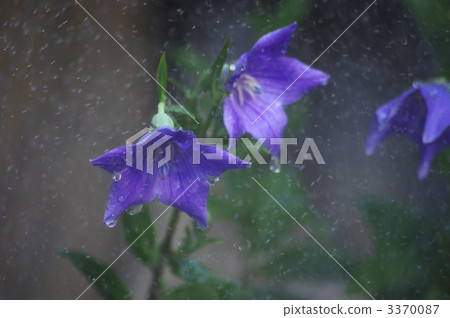 The bellflower struck by the rain 3370087