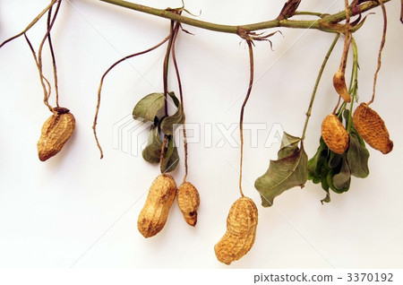 Peanut fruit 3370192