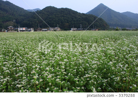 Soba-yama's soba field Soba-yama's soba field 3370288