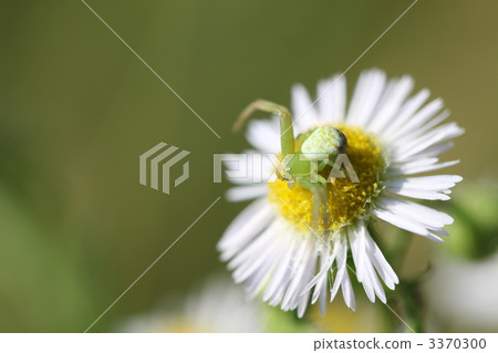 Hanagumo Hanagumo 3370300