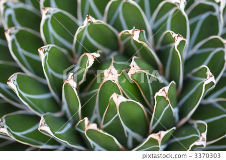 Succulent plants Bamboo snow 3370303