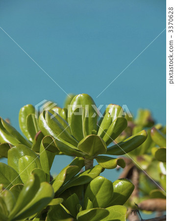 沖繩的Xasatabella 3370628