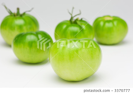 綠色番茄 3370777