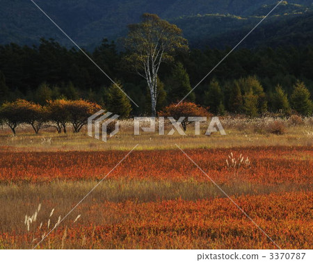 小田原的草葉子和夫人 3370787