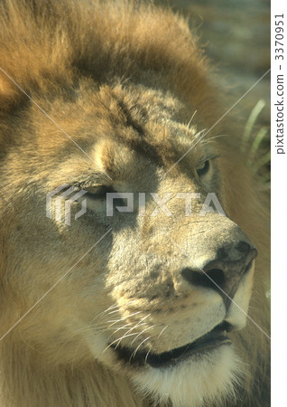 東山動植物園 食肉動物 肉食動物 3370951