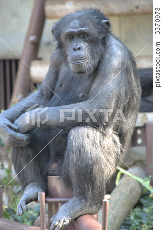 chimp, chimpanzee, monkey 3370978