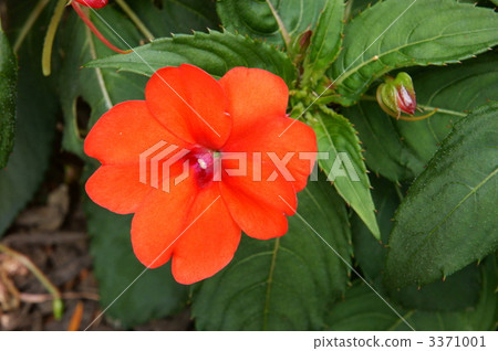 蘇丹鳳仙花 植物 植物學 3371001