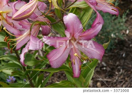 百合 百合花 莉莉 3371008