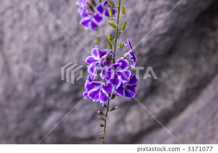 金露花 金露花 3371077