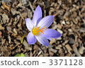 saffron, safran, flower bulb 3371128
